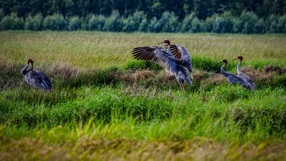 The flock of red-crowned cranes flew back to find food in Phu My Species - Habitat Conservation Area in March 2025. Photo: Reserve