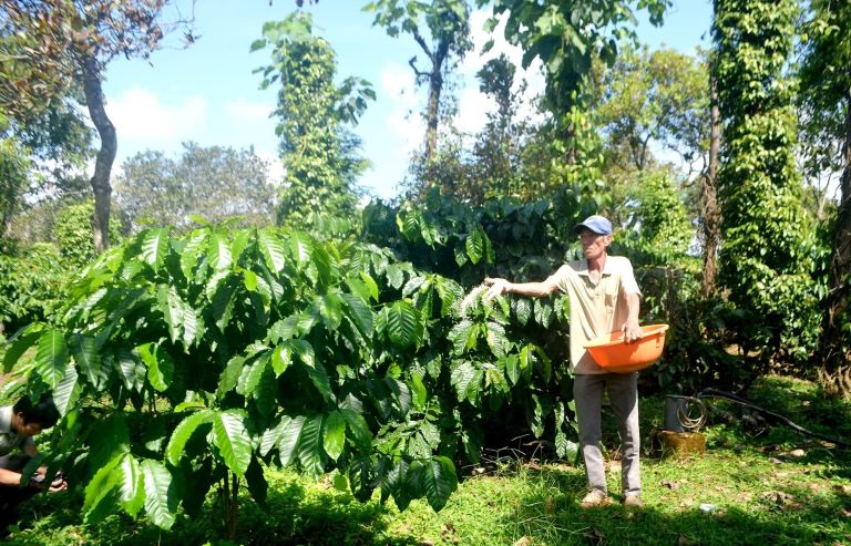 Dak Nong farmers fertilize coffee plants. Photo: Tran Thoan