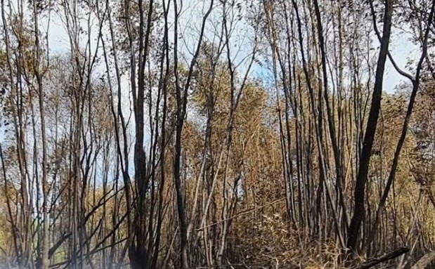 Scene after the forest fire in Tran Van Thoi district, Ca Mau. Photo: Nhat Ho