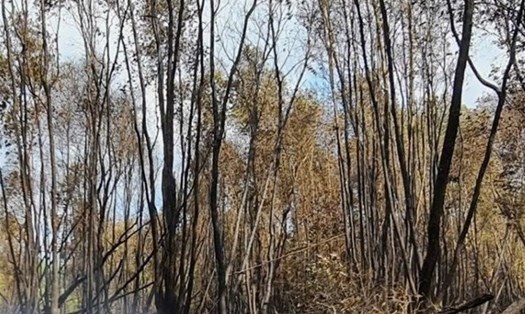 Hiện trường sau vụ cháy rừng tại huyện Trần Văn Thời, Cà Mau. Ảnh: Nhật Hồ