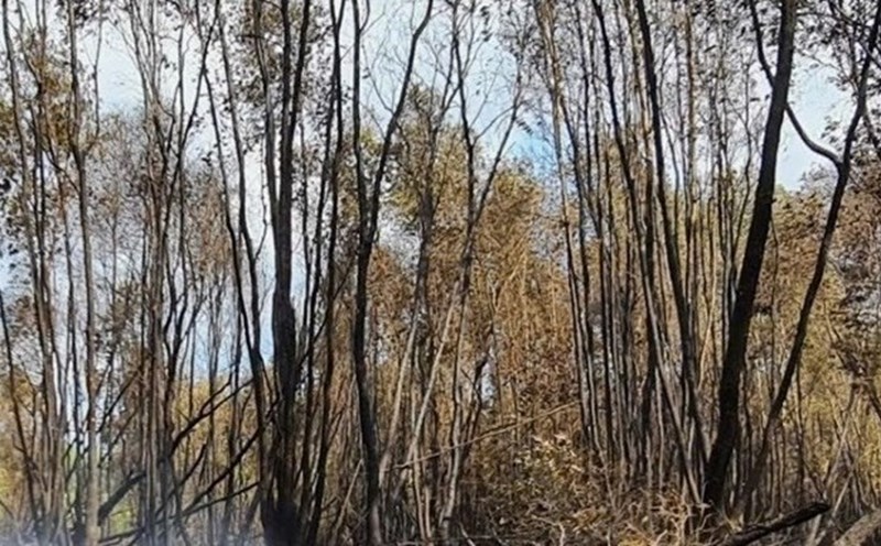 Scene after the forest fire in Tran Van Thoi district, Ca Mau. Photo: Nhat Ho