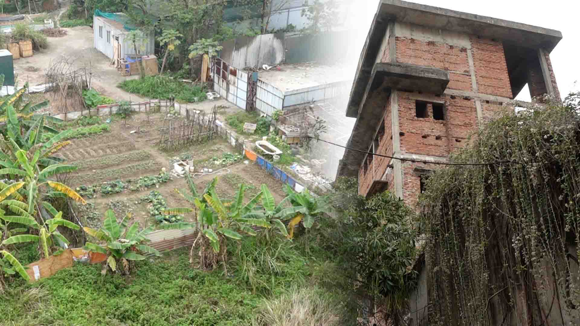 Social housing in Long Bien golden land is abandoned, becoming a vegetable garden