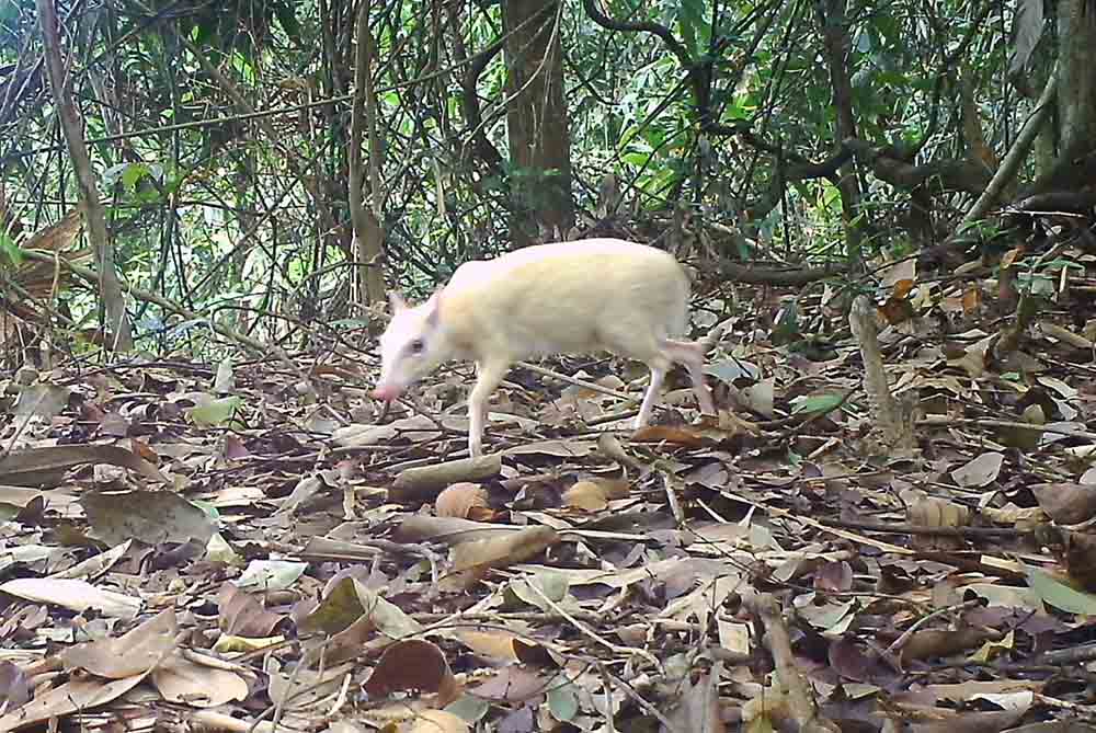 The camera trap recorded for the first time a unique image of cover-ups in Vu Quang National Park. Photo: Quang Tuan.