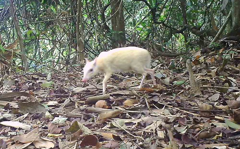 The camera trap recorded for the first time a unique image of cover-ups in Vu Quang National Park. Photo: Quang Tuan.