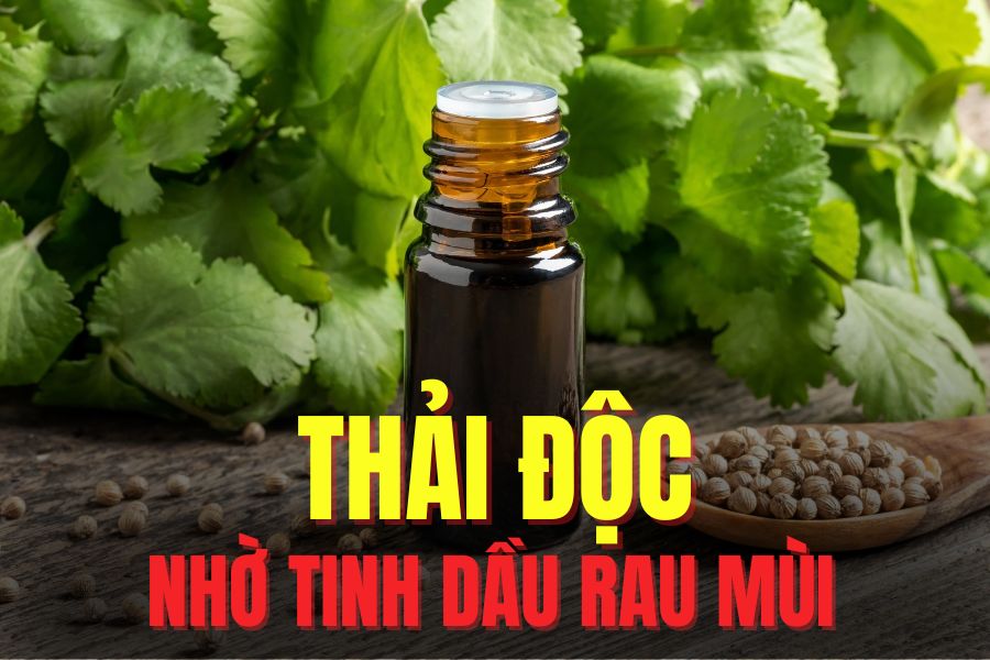 Coriander essential oil helps detoxify and protect the liver effectively. Graphics: Tra My