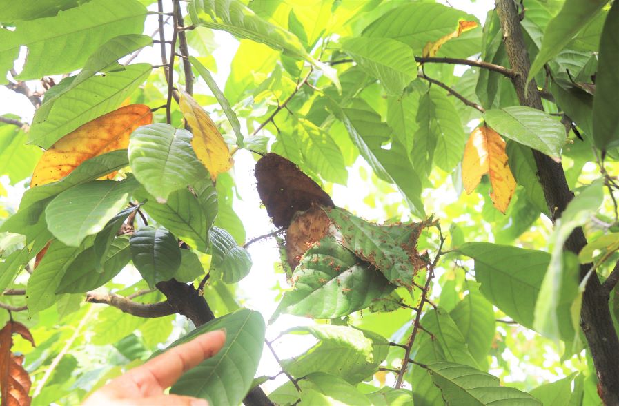 Ong Long da nuoi kien vang de tri sau benh trong cho cay trong. Anh: Lam Hong