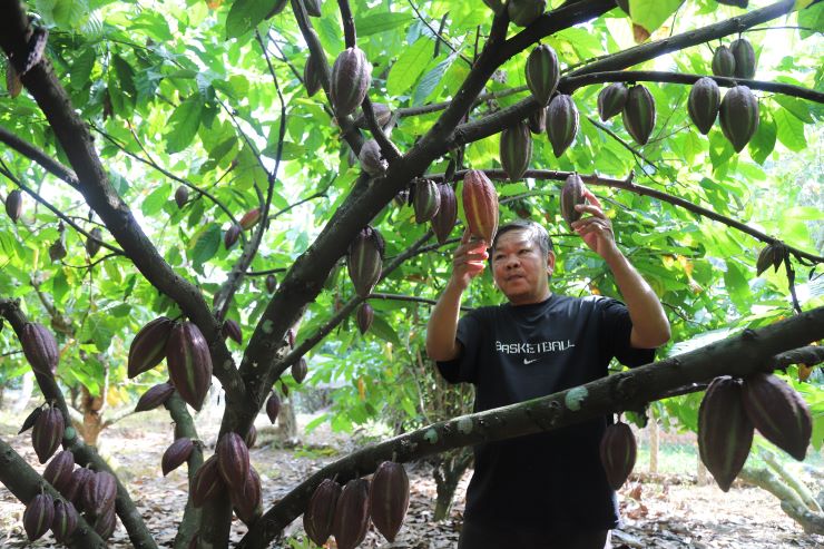 Mr. Long's cocoa garden thrives well thanks to raising yellow ant to prevent pests and diseases. Photo: Lam Hong