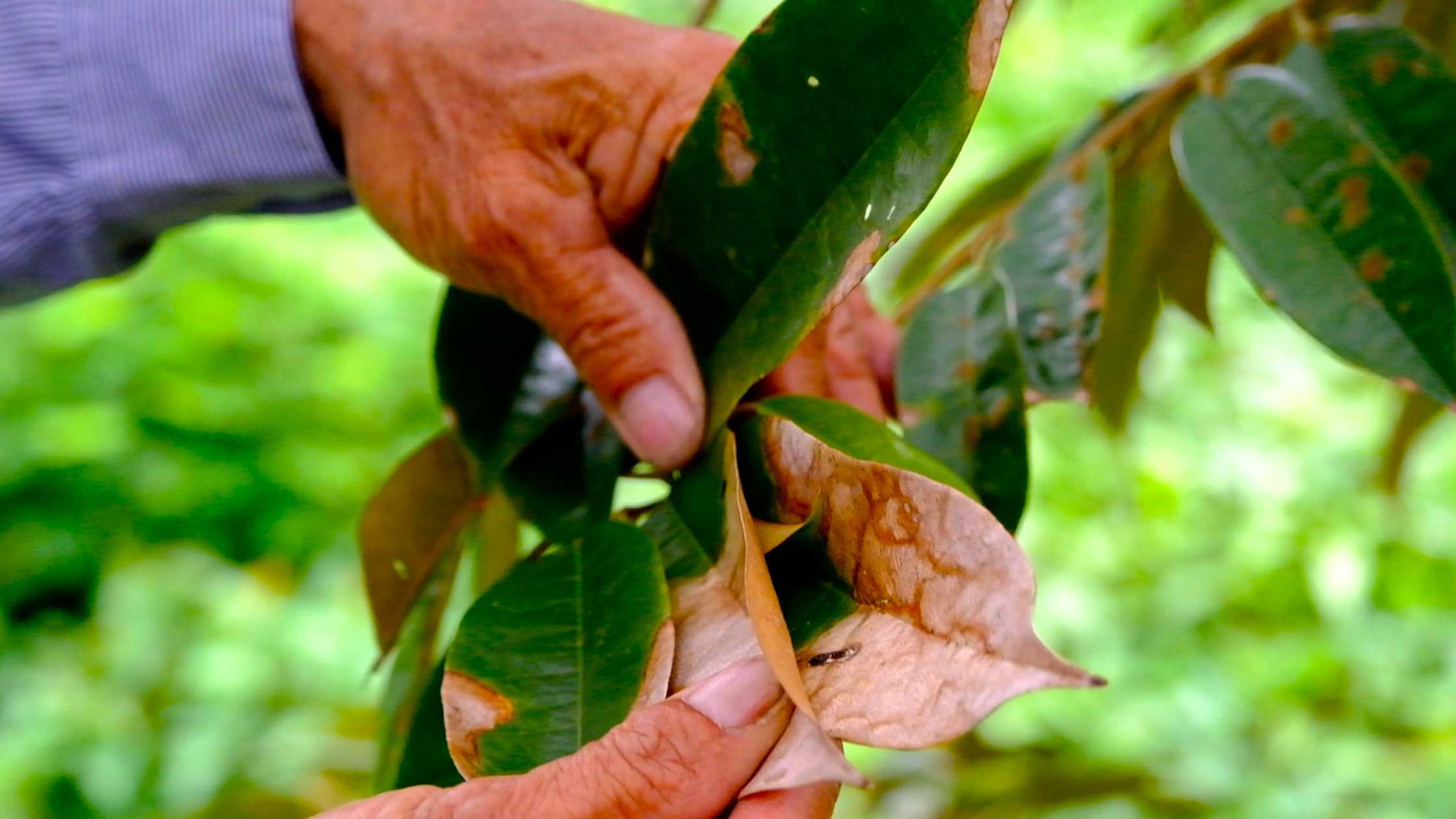 Durian leaves burst when it's hot season. Photo: My Ly
