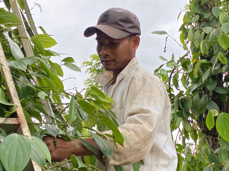 People harvest pepper. Photo: Thanh Quynh