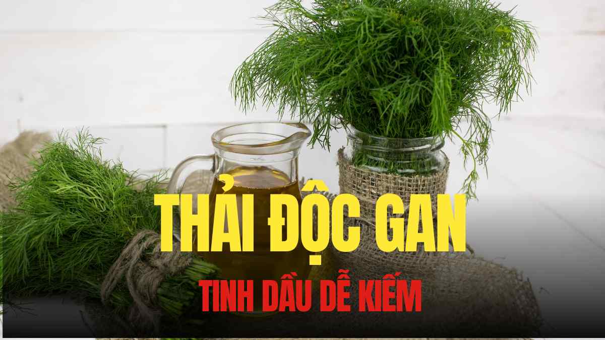 Coriander essential oil helps detoxify and protect the liver effectively. Graphics: Tra My