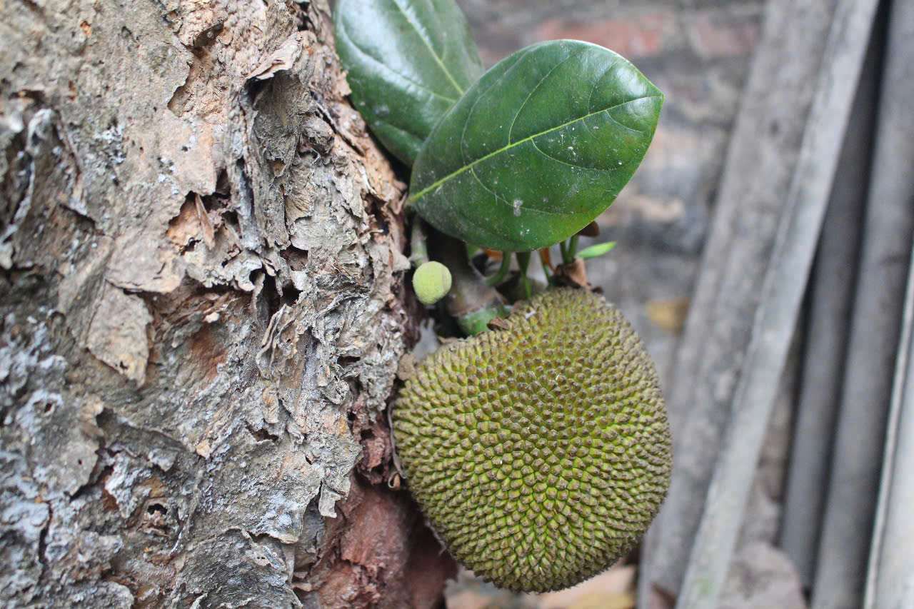 Mit mat khi chin cay toa mui thom phuc, mui mem, mau vang uom va co vi ngot thanh. Vao mua qua chin ro khoang tu thang 7 - thang 8, ngui thay huong thom thoang thoang dau cong cung tieng chim choc tiu tit ve lam to, ong Dich lai bac thang treo len cay xem vo mit cang, gai khong con nhon hoat, vo keu bop bop la hai xuong.