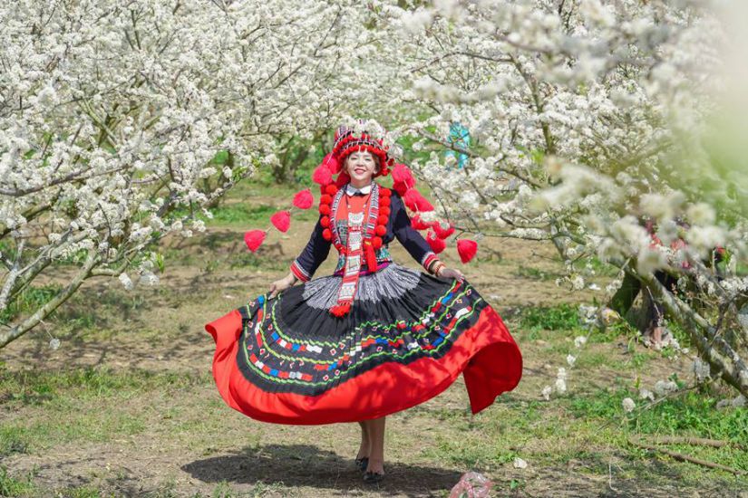 Vietnamese tourists take photos with the plum blossom garden in Moc Chau (Son La). Photo: Hoang Duong