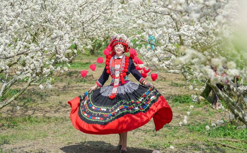 Vietnamese tourists take photos with the plum blossom garden in Moc Chau (Son La). Photo: Hoang Duong