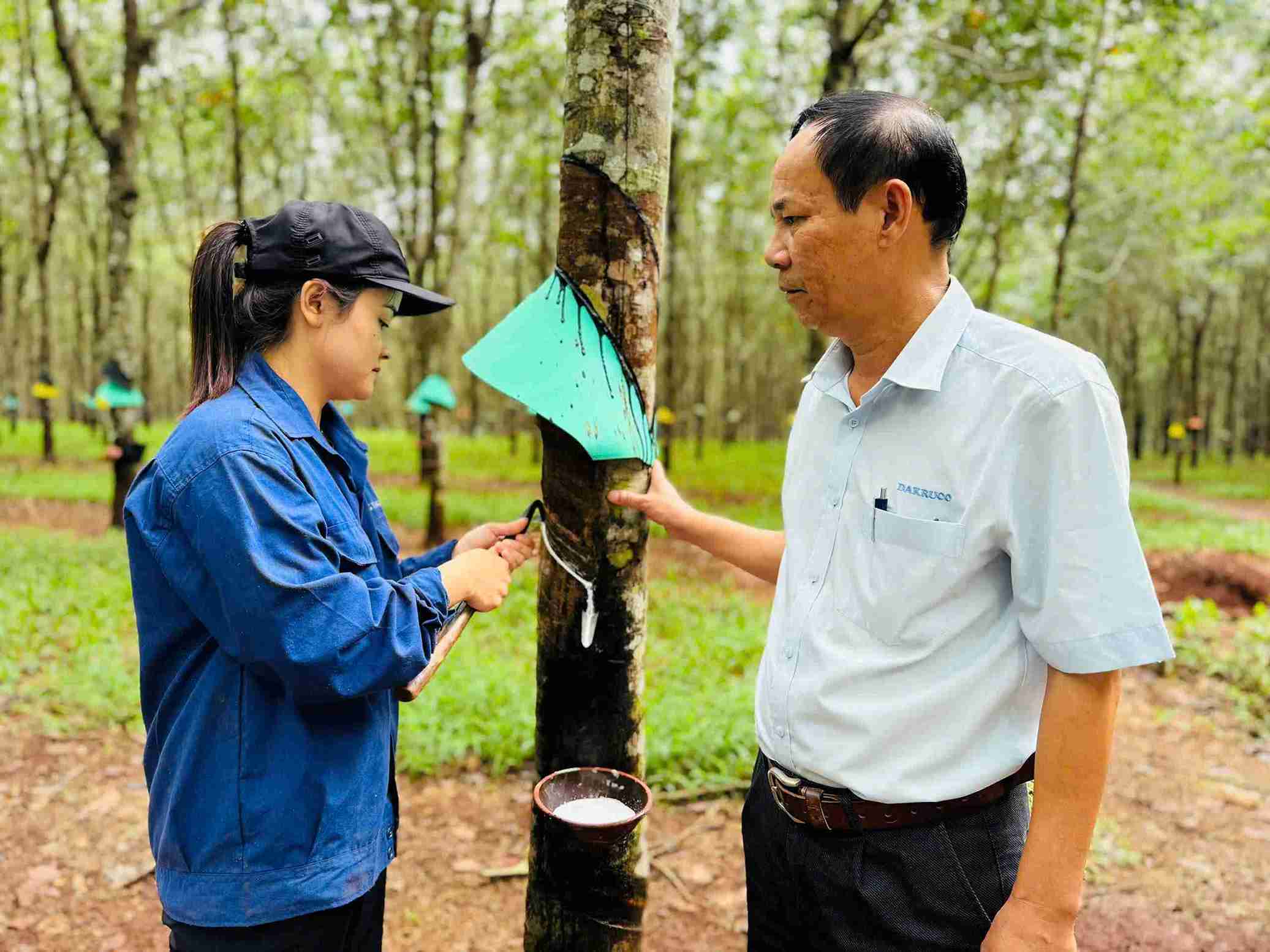 Mr. Nguyen Minh, General Director of Dak Lak Rubber Joint Stock Company visited the workers drying latex. Photo: Bao Trung
