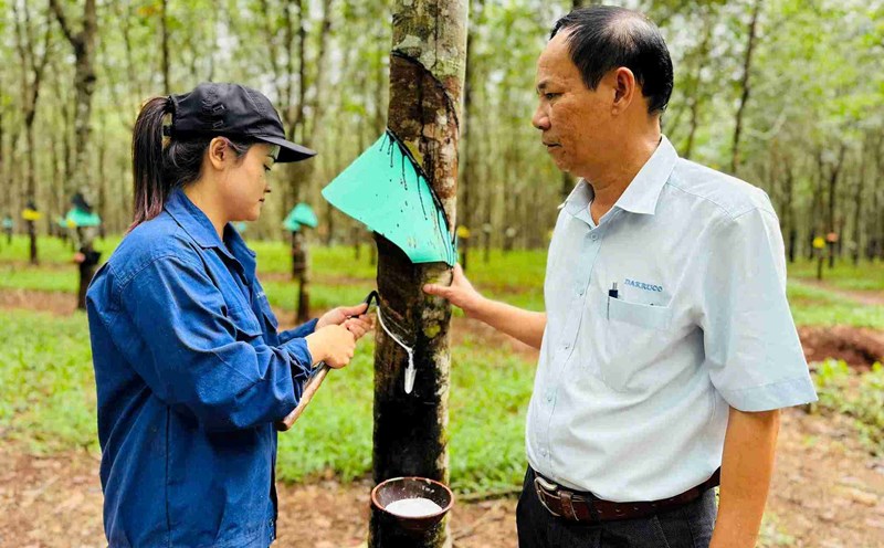 Mr. Nguyen Minh, General Director of Dak Lak Rubber Joint Stock Company visited the workers drying latex. Photo: Bao Trung