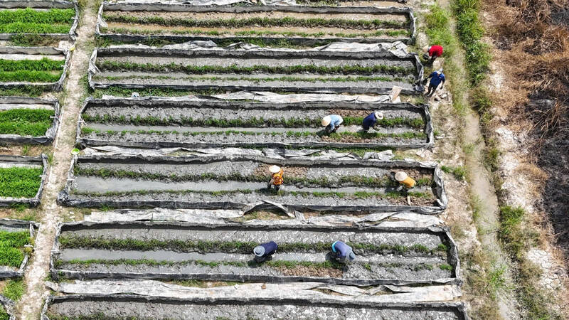 Raising eels in drought and salinity is profitable but needs to be controlled. Photo: Hoang Loc