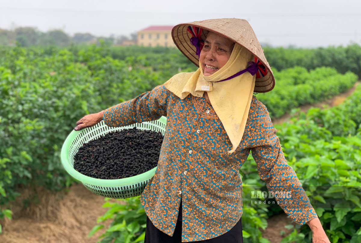 mulberry growers in Hong Phong commune (Vu Thu district, Thai Binh province) take advantage of the opportunity to pick fruit to earn income. Photo: Ha Vi