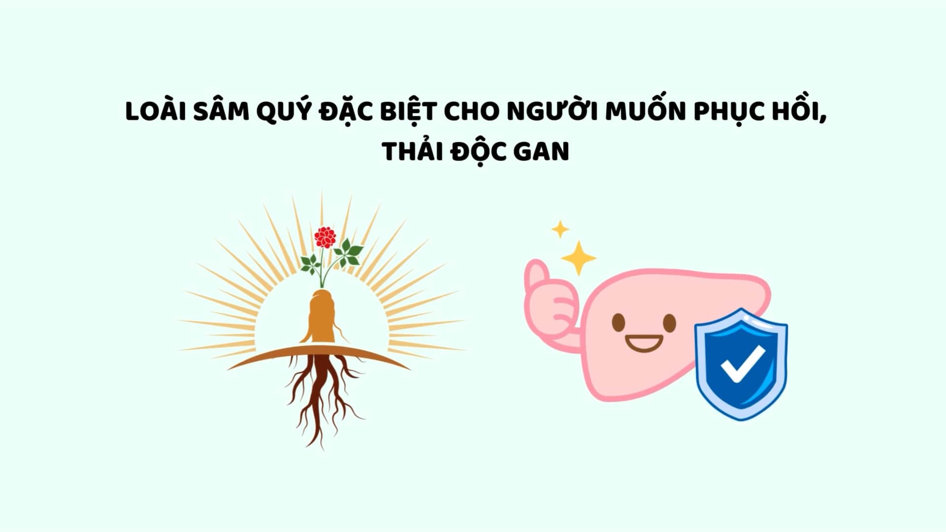 This precious ginseng is especially for people who want to recover and detoxify the liver. Graphics: Huyen Trang