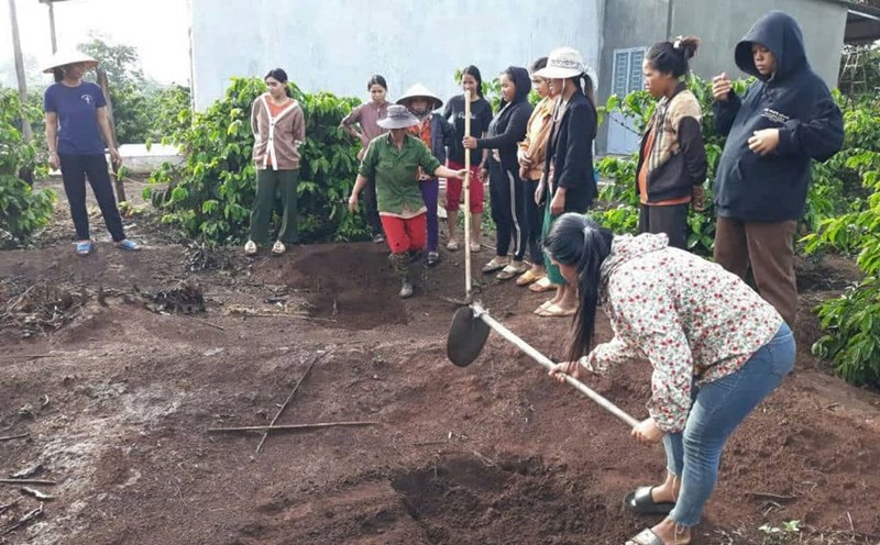 Women in Ia Grai district are taught coffee growing techniques. Photo: Thanh Tuan