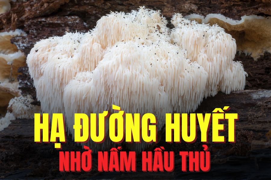 This type of mushroom is not only good for the brain but also helps lower blood sugar effectively if used properly. Graphics: Tra My