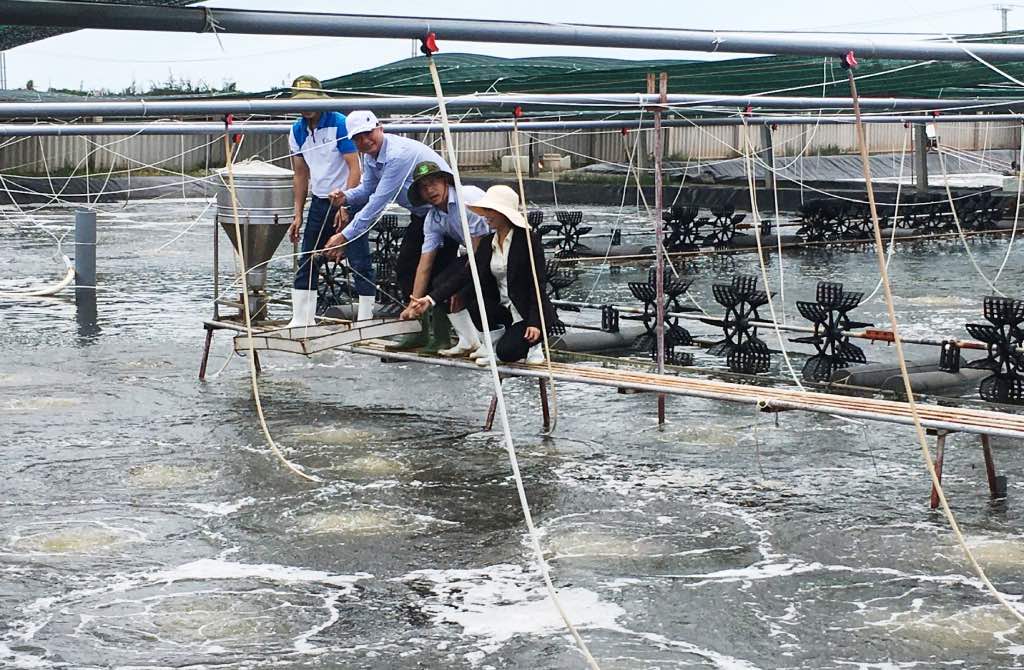 Ben Tre promotes the development of high-tech shrimp farming. Photo: Thanh Nhan