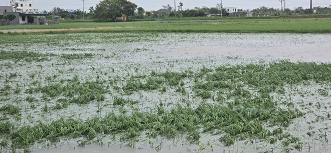The rice crop was damaged by natural disasters. Photo: Trung Du