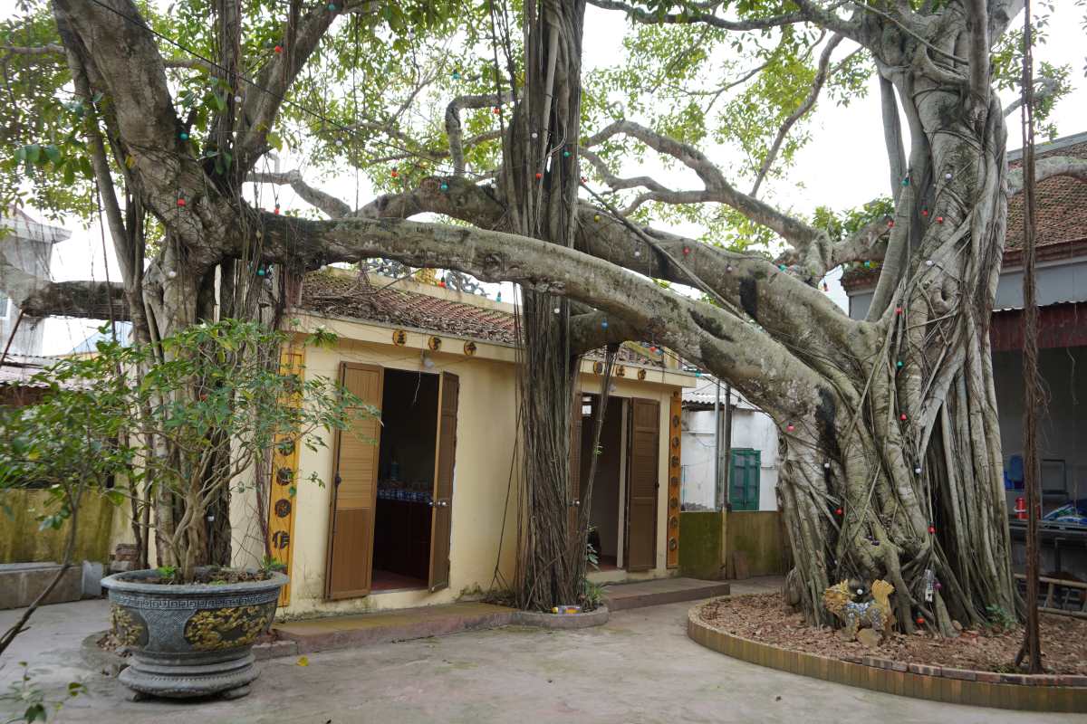 Arboles de patrimonio multiple en el campus del templo de Daung Riang - monumento cultural historico de la ciudad de Hai Phong. Imagen de la mañana