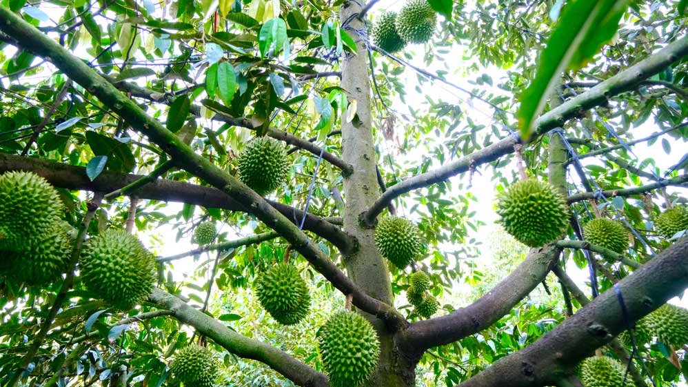 Many farmers in Phong Dien district proactively check Cadimi and Vang O in durian.