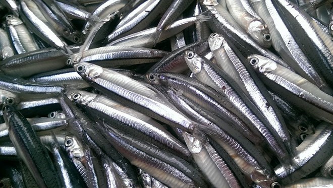 Loại cá giàu omega-3 có tác dụng tốt đối với gan nhiễm mỡ