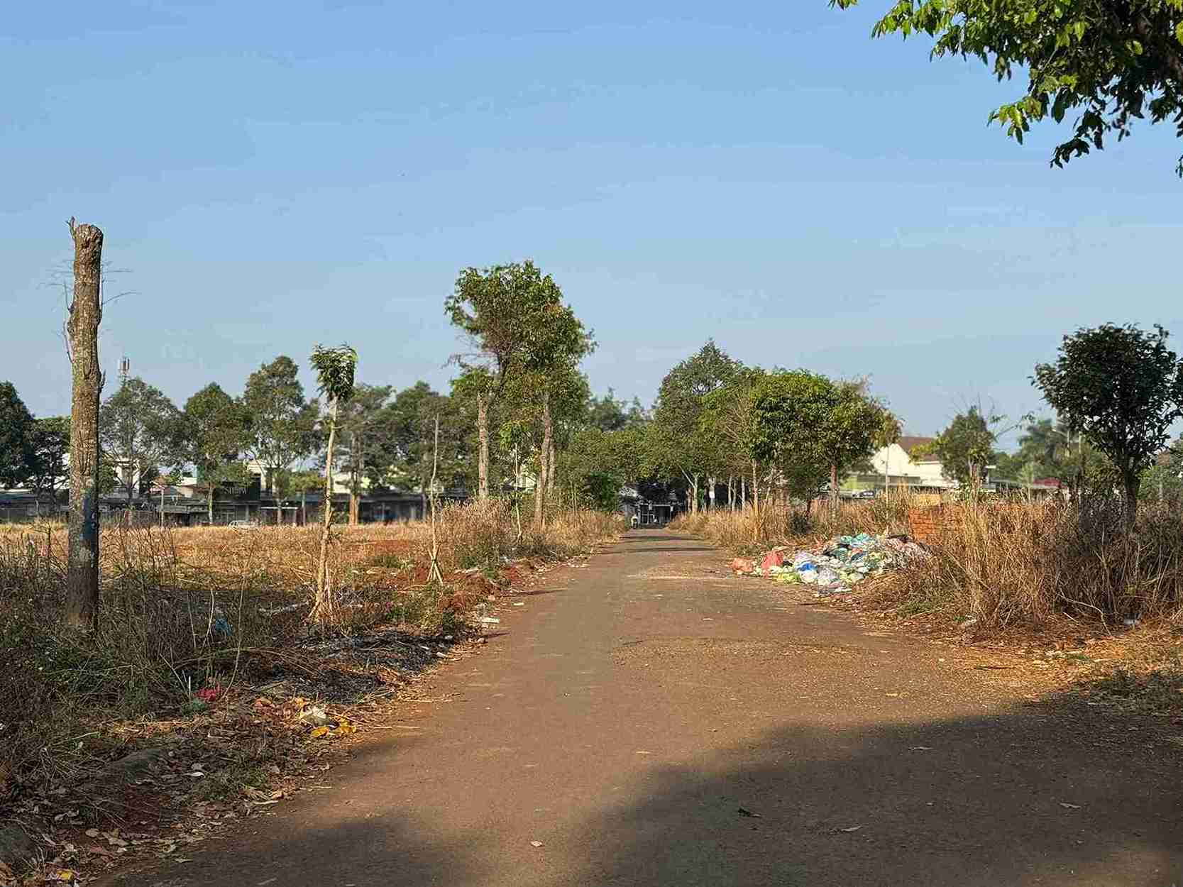 Cỏ dại mọc um tùm, đất đai vùng dự án vẫn bỏ hoang. Ảnh: Bảo Trung