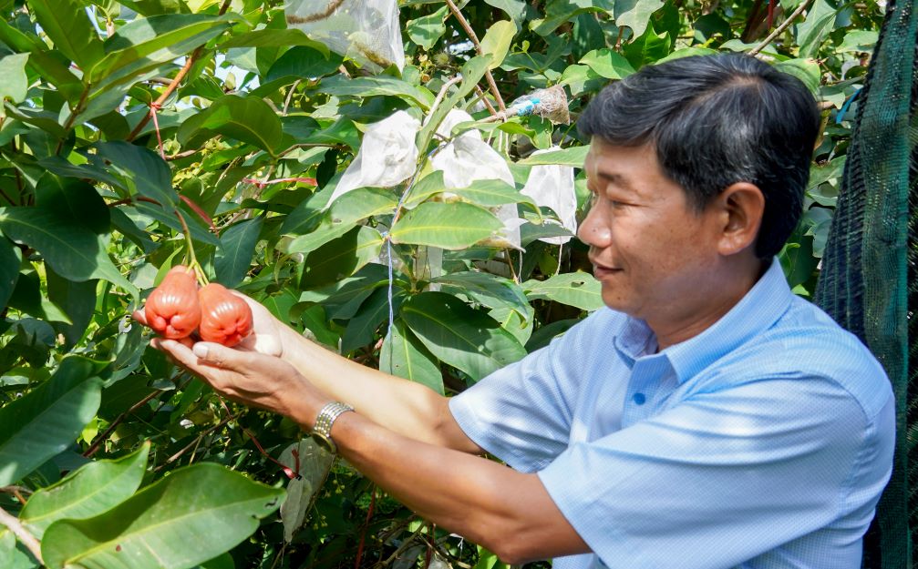 Ông Trần Anh Nhân bên vườn Mận Hồng MST của HTX. Ảnh: Phương Anh