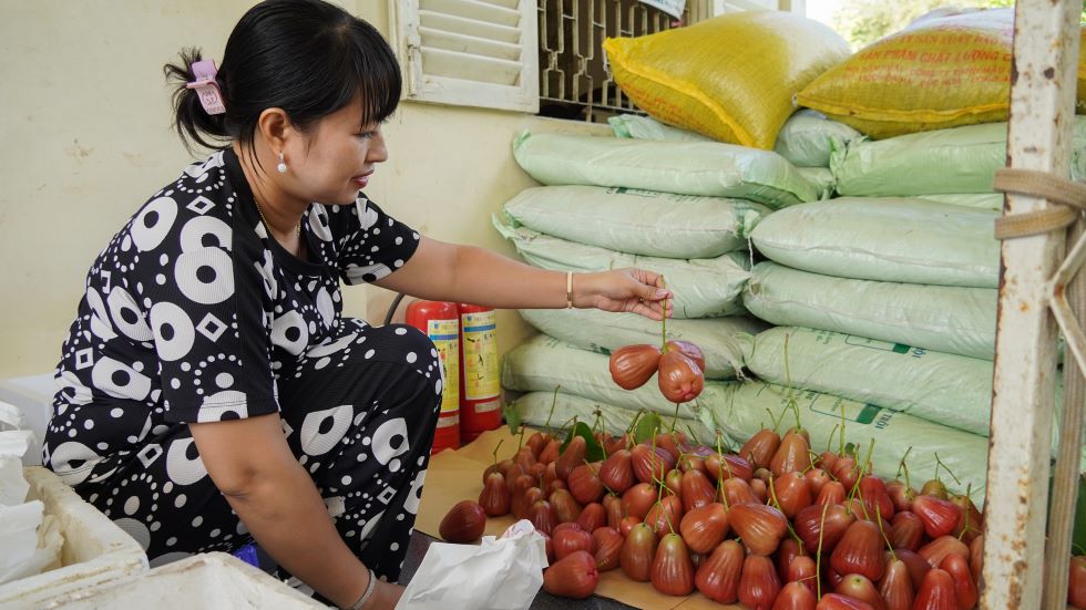 Cần liên kết tạo nên vùng trồng Mận Hồng MST đạt chuẩn xuất khẩu để tránh tình trạng cung vượt cầu khi nông dân mở rộng diện tích. Ảnh: Phương Anh