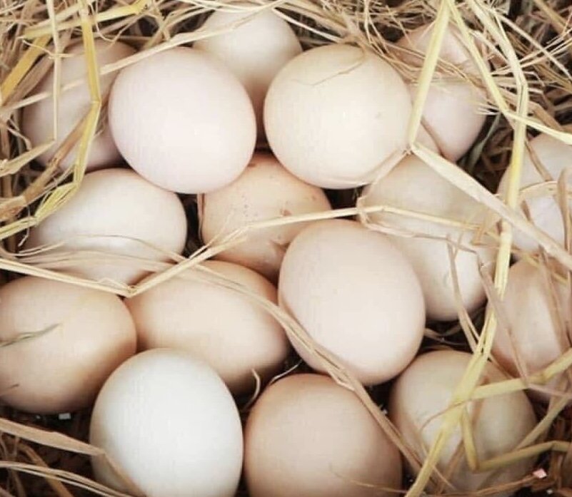 Chicken eggs are good but some people with fatty liver should not eat a lot. Photo: Kieu Vu