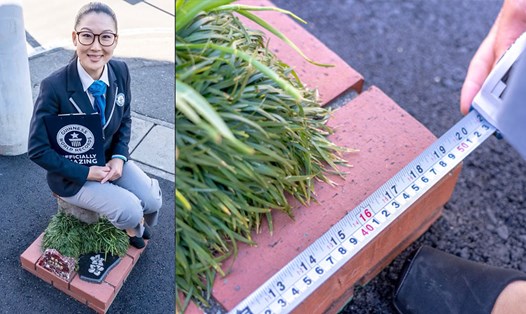 Nhật Bản chính thức sở hữu kỷ lục Guinness về công viên nhỏ nhất thế giới. Ảnh: Guinness World Records