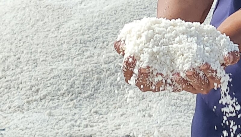 Dau nam 2025 den nay nang nong nen diem dan Bac Lieu bat dau thu hoach muoi. Anh: Nhat Ho