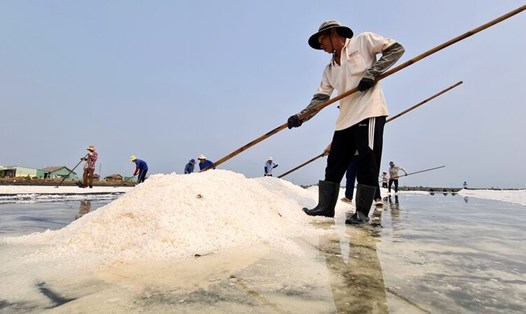 Thu hoạch muối đầu vụ năm 2025 tại Bạc Liêu. Ảnh: Nhật Hồ