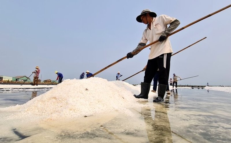 Harvesting salt at the beginning of the 2025 crop in Bac Lieu. Photo: Nhat Ho