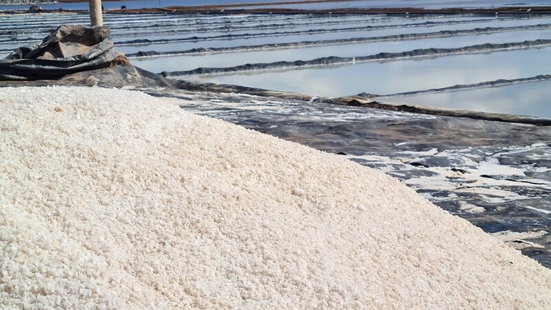 Nang nong, diem dan bat dau thu hoach muoi, nhung gia hien nay chi 1.300 dong/kg. Anh: Nhat Ho