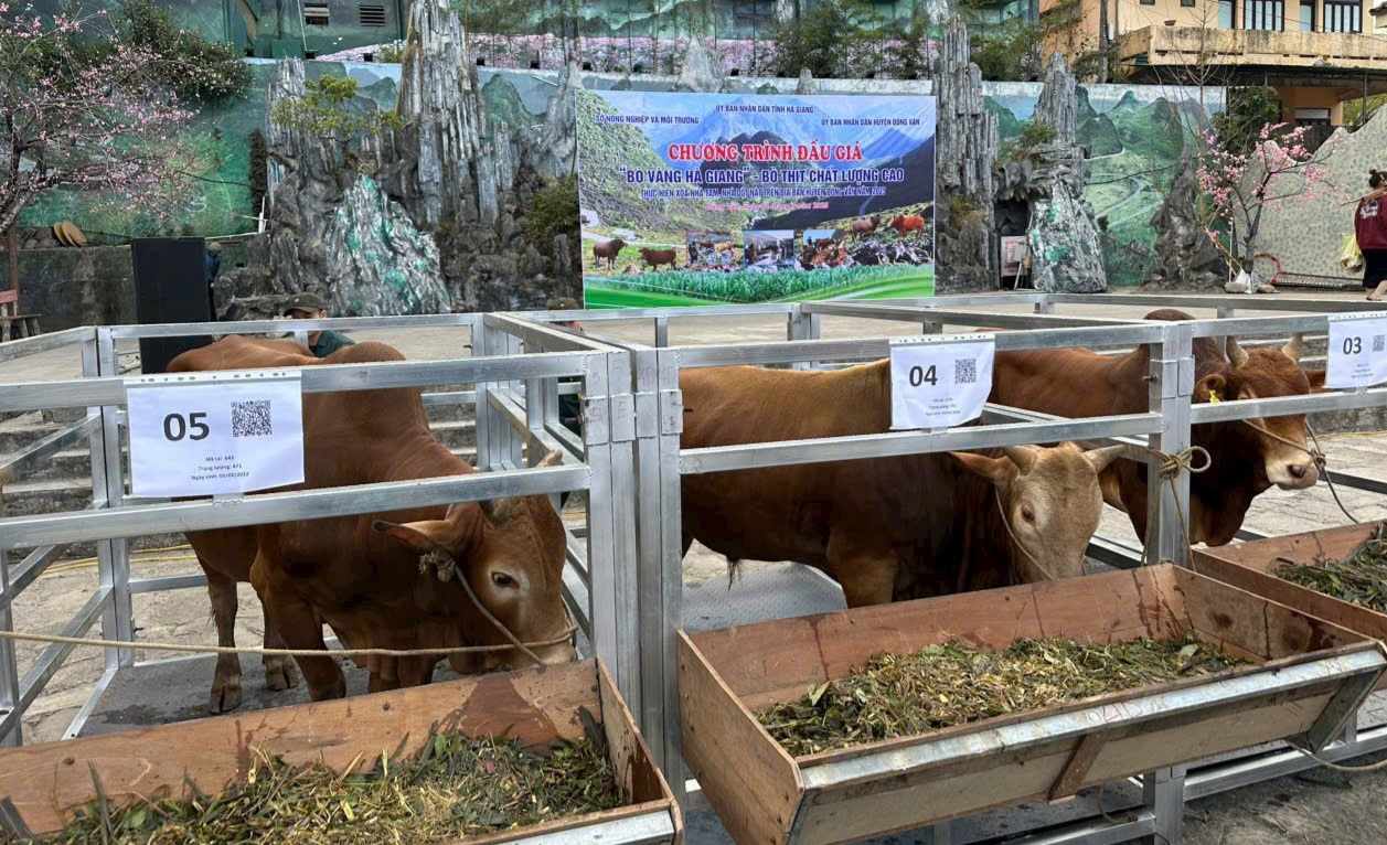 Auction of golden cow in Dong Van (Ha Giang). Photo: Nguyen Quan