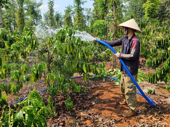The hot weather is increasingly affecting coffee plants. Photo: Thanh Quynh