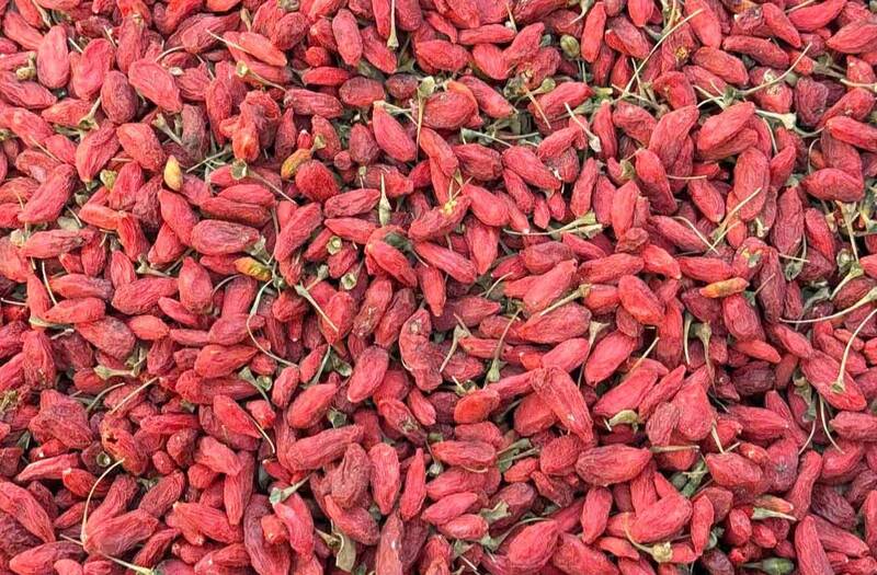 Tea kittens can improve fatty liver disease. Photo: Ha May