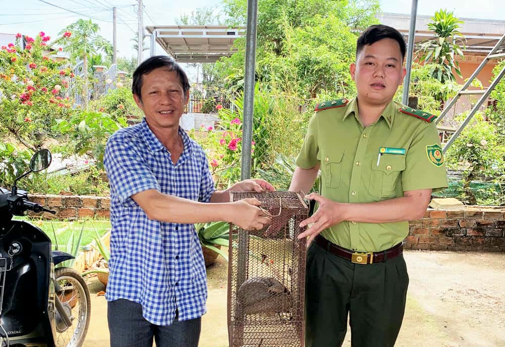 Forest rangers receive rare pangolin from local people. Photo: Lam Hong