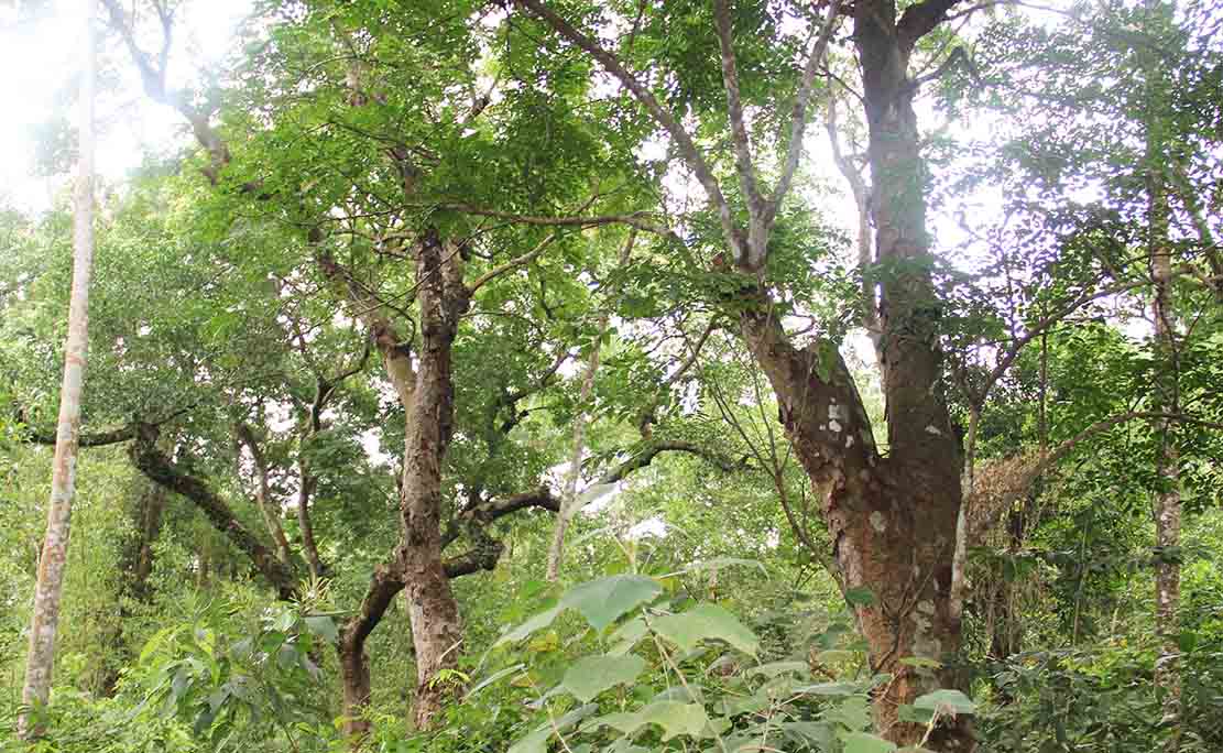 Canh rung lim dac dung tai khu vuc xom Nghe, xa Lang Thanh (Yen Thanh). Anh: Van Truong