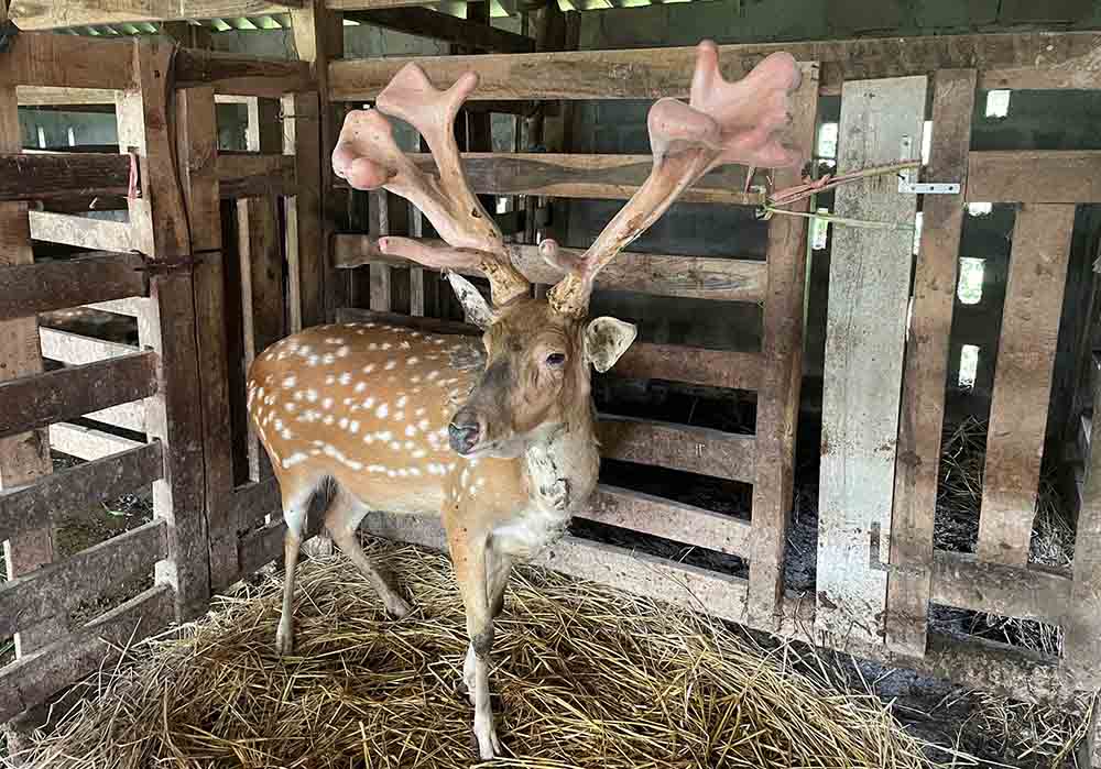 El ciervo de la familia de la señora americana para el envase se vendio por mas de 45 millones de dolares. Imagen de la ciudad de Chan Tuen.