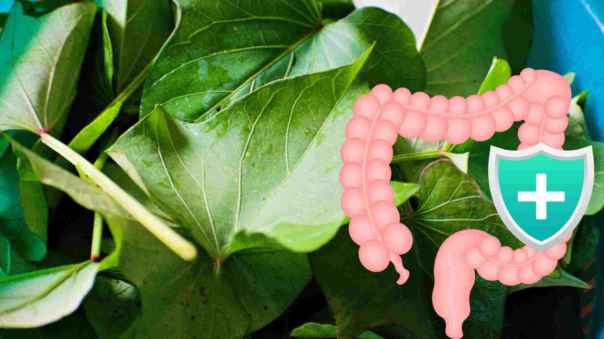 Las hojas de la papa sirven para la mucosa, limpian los intestinos. Imagen: Bajo las nubes