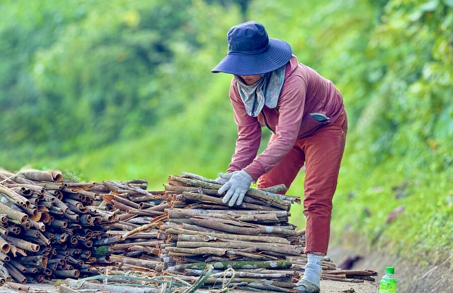Cor people in Tra Bong district, Quang Ngai province dry cinnamon to sell to traders. Photo: Vien Nguyen.