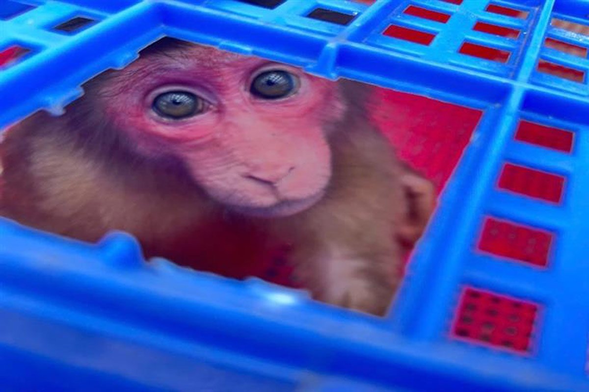 The red-faced monkey was discovered by people in Dong Hai commune, Tien Yen district, Quang Ninh province. Photo: Bai Tu Long National Park Management Board