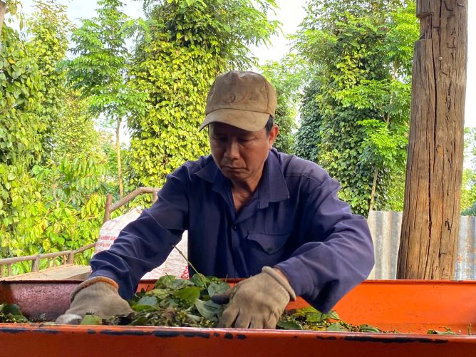 After harvesting, pepper will be put into a machine to remove the problem. Photo: Thanh Quynh