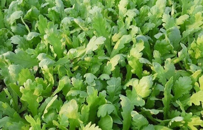 La repolla es un alimento rico en nutrientes que pueden ayudar a dormir mejor gracias a sus flavonoides, vitaminas y minerales que apoyan el sistema nervioso. Foto: Ki-woo. Se puede ver en el video.