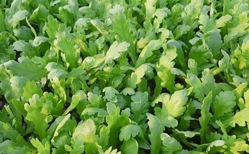 Chamomile is a nutrient-dense food that can help you sleep better thanks to its flavonoids, vitamins and minerals that support the nervous system. Photo: Kieu Vu.